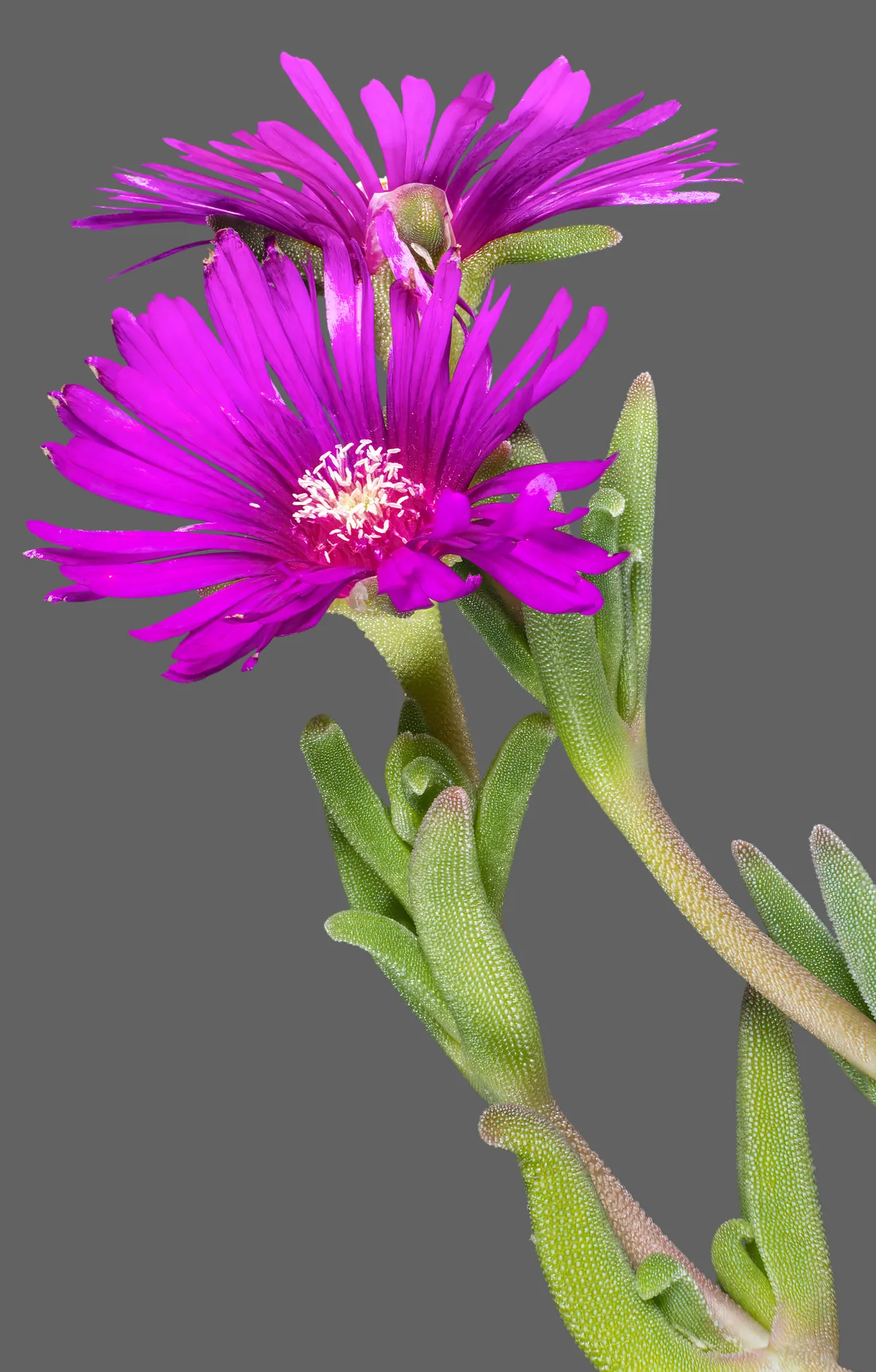 Photo: Didier Descouens · CC BY-SA 4.0 · via Wikimedia Commons ice plant (Delosperma cooperi), photograph