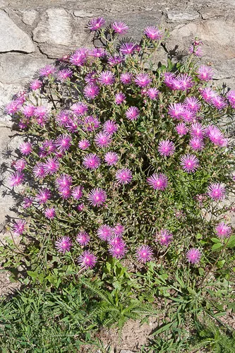 Ice Plant (Delosperma cooperi), photograph