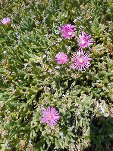 Ice Plant (Delosperma cooperi), photograph