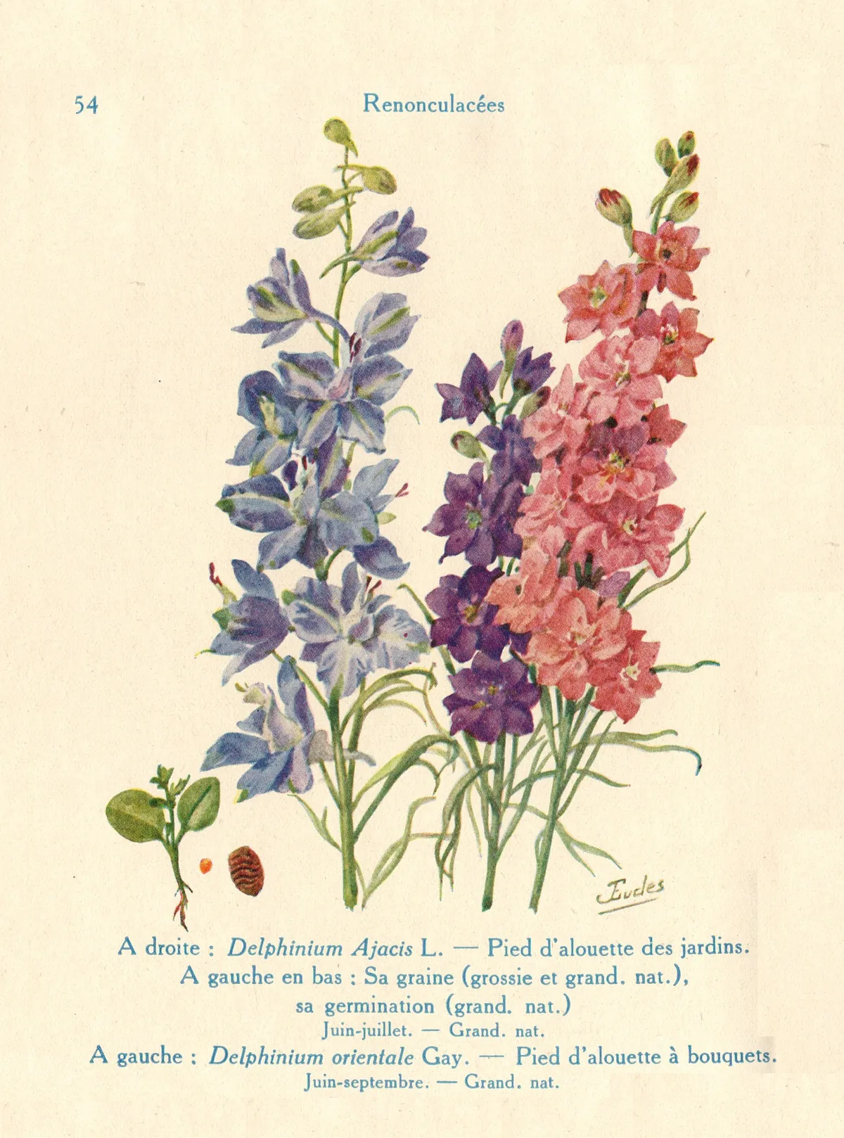 Delphinium Ajacis (Delphinium ajacis), photograph