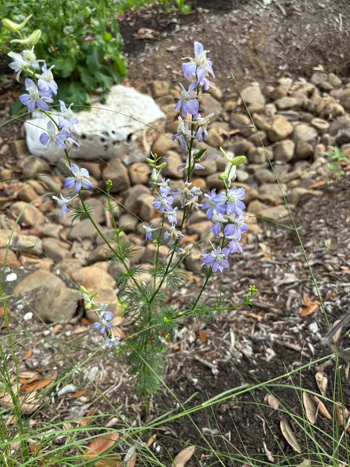 Delphinium Ajacis (Delphinium ajacis), photograph