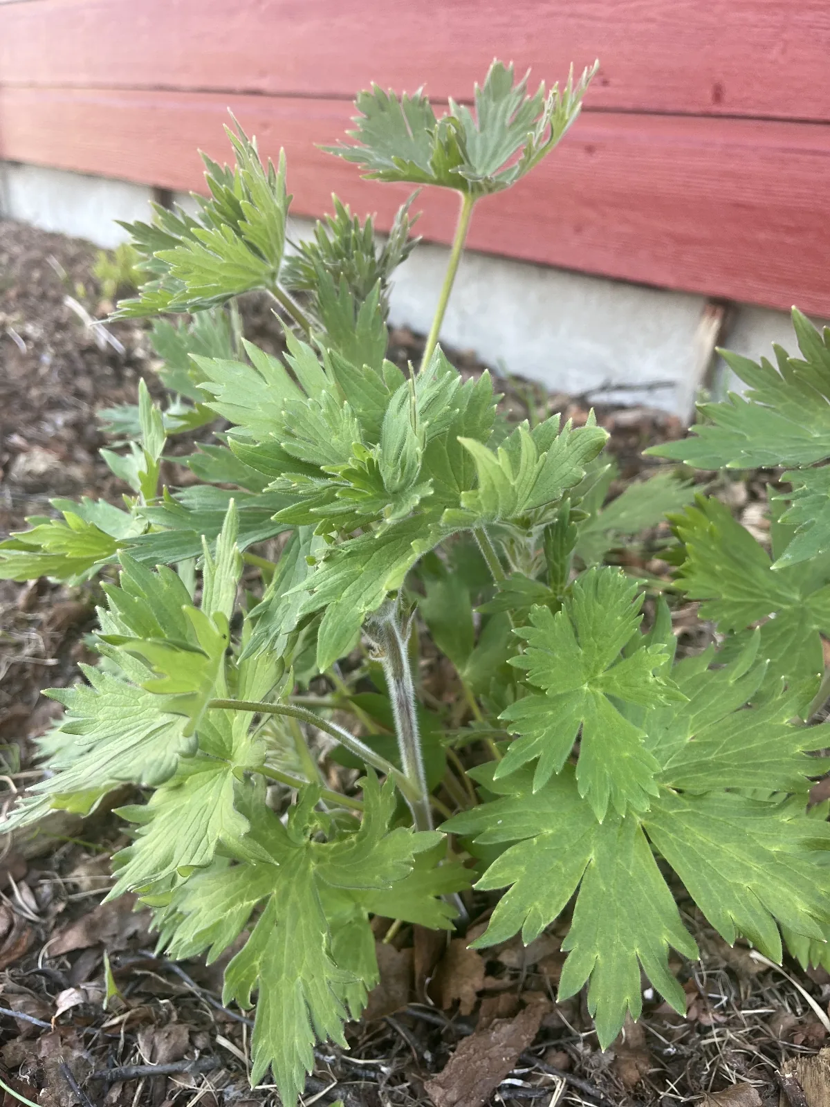 delphinium (Delphinium elatum), photograph