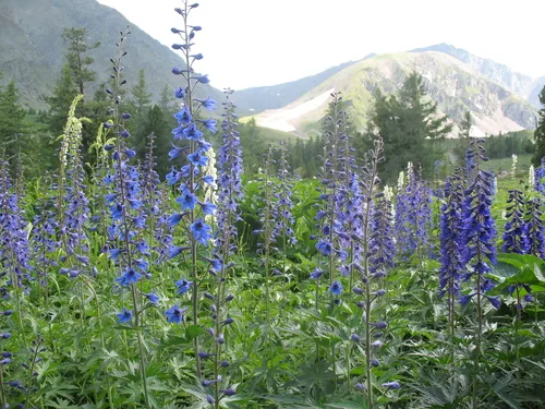 delphinium (Delphinium elatum), photograph