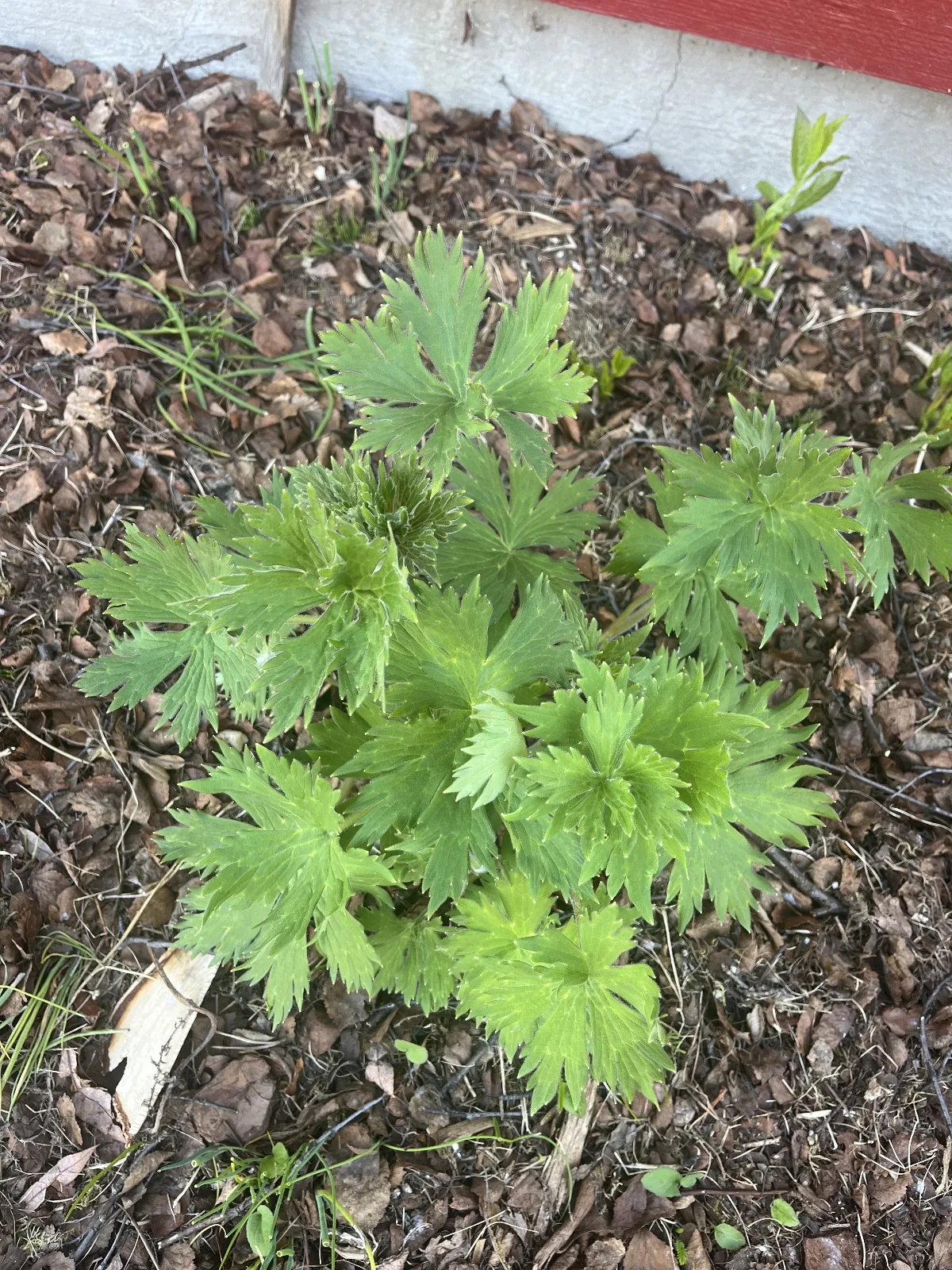 delphinium (Delphinium elatum), photograph
