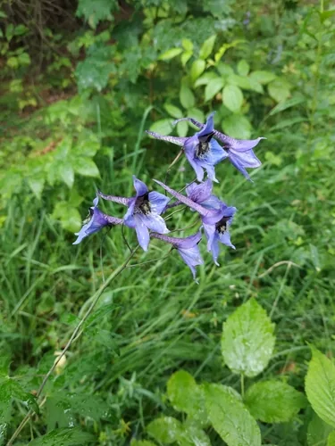 Photo: (c) Ульяна Лалак, some rights reserved · CC BY · via iNaturalist delphinium (Delphinium elatum), photograph