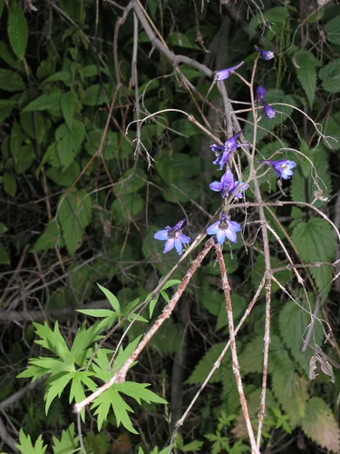 delphinium (Delphinium elatum), photograph