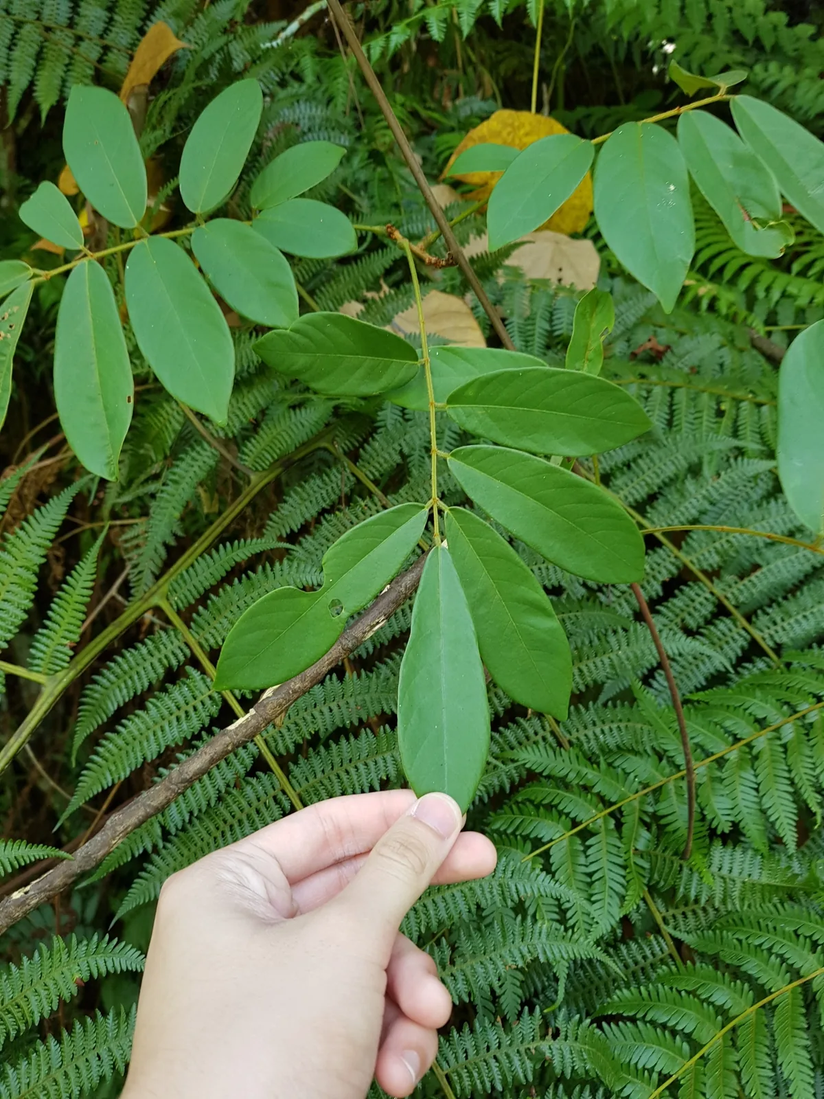 Derris (Derris elliptica), photograph