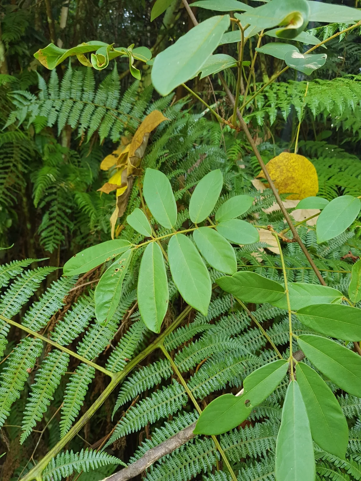 Derris (Derris elliptica), photograph