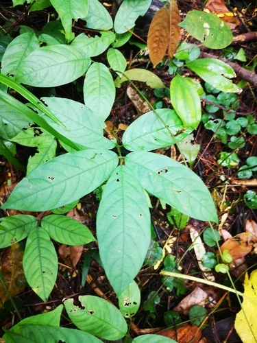 Photo: (c) Samuel Lee, some rights reserved (CC BY) · cc-by · via iNaturalist Derris (Derris elliptica), photograph