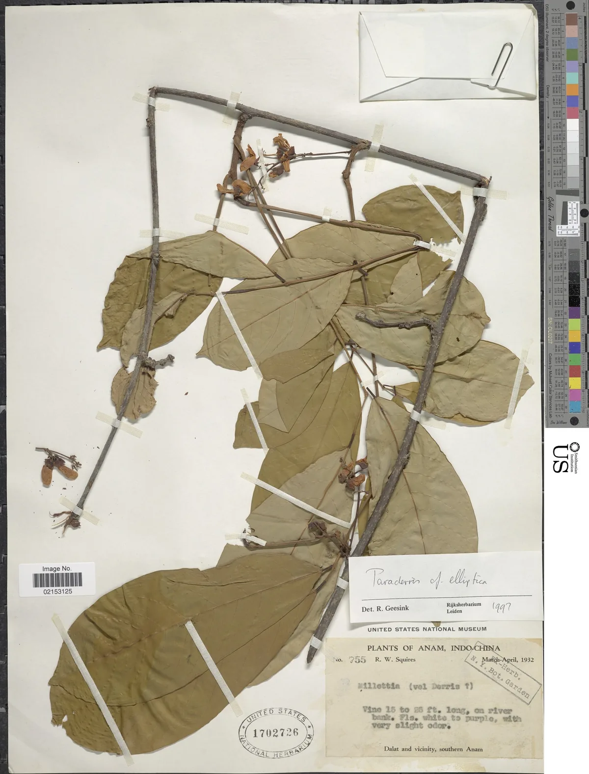 Derris (Derris elliptica), photograph