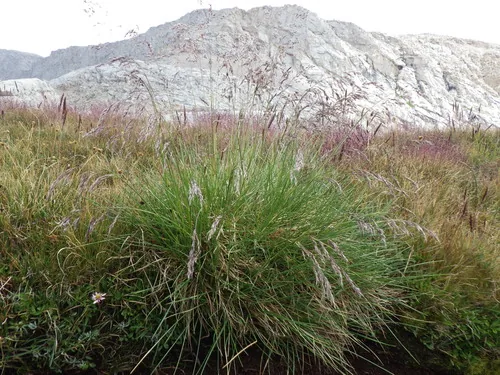 Photo: (c) Matt Lavin, some rights reserved (CC BY) · cc-by · via iNaturalist Tufted Hair Grass (Deschampsia cespitosa), photograph