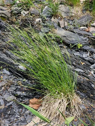 tufted hair grass (Deschampsia cespitosa), photograph