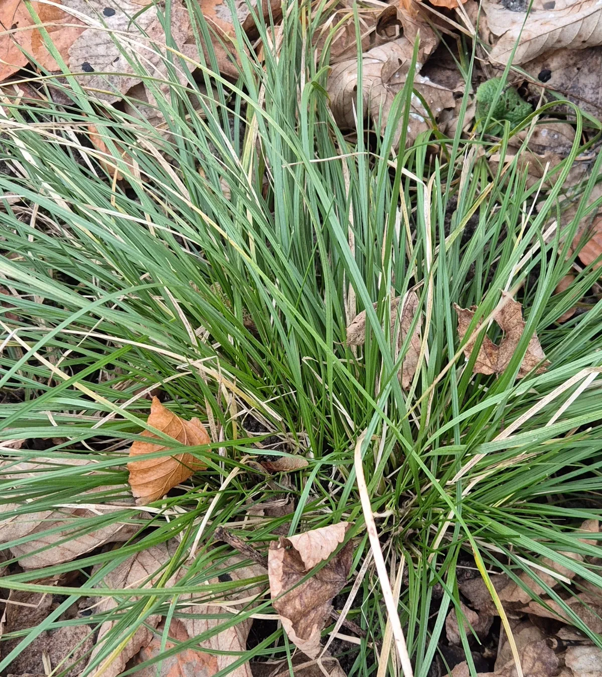 Tufted Hair Grass (Deschampsia cespitosa), photograph
