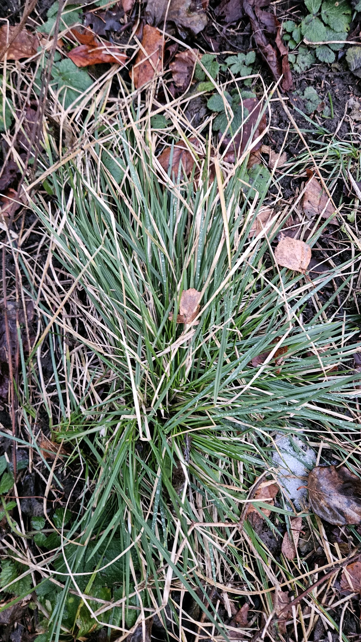 Tufted Hair Grass (Deschampsia cespitosa), photograph