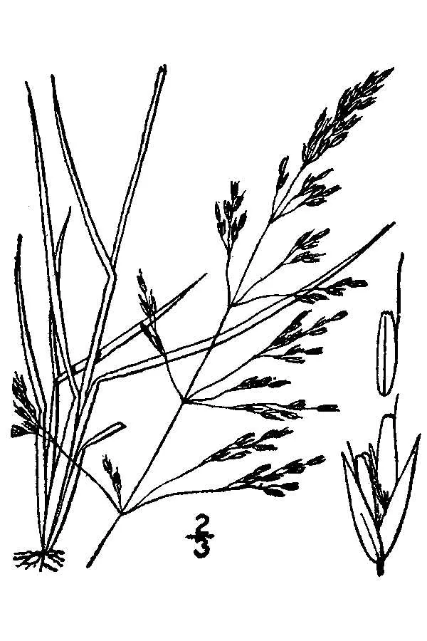 Tufted Hair Grass (Deschampsia cespitosa), botanical illustration
