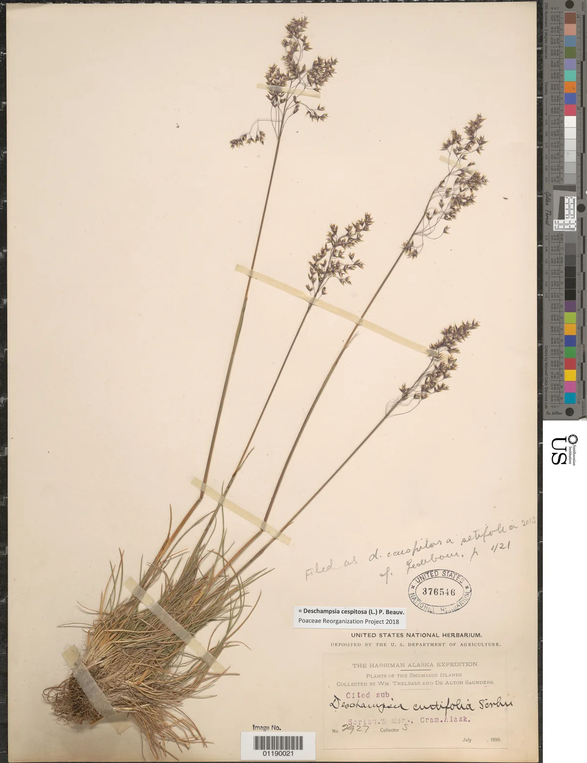 Tufted Hair Grass (Deschampsia cespitosa), photograph