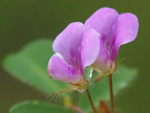 Photo: no rights reserved · CC0 · via iNaturalist hetero (Desmodium heterophyllum), photograph