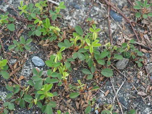 hetero (Desmodium heterophyllum), photograph