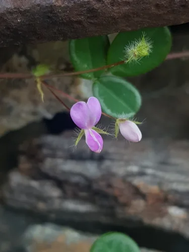 hetero (Desmodium heterophyllum), photograph