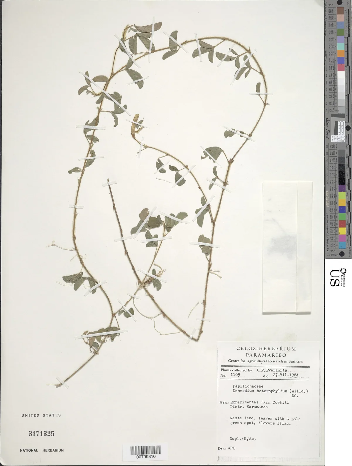 hetero (Desmodium heterophyllum), photograph
