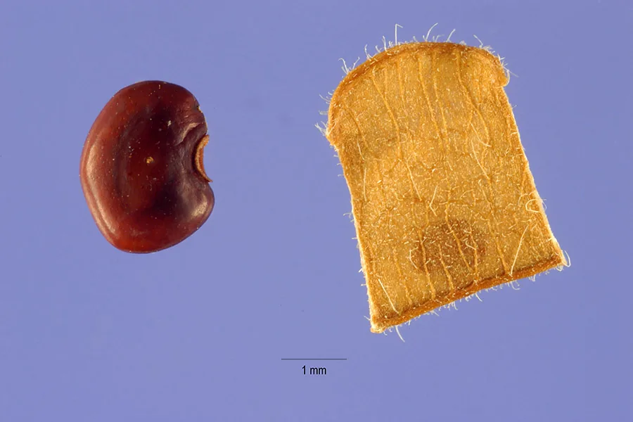 hetero (Desmodium heterophyllum), photograph
