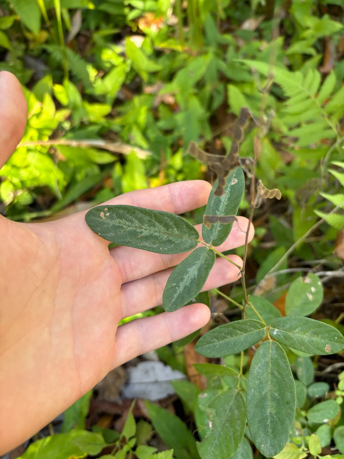 Kaimi Clover (Desmodium incanum), photograph