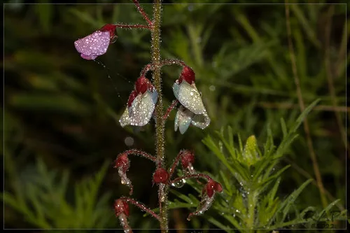 Kaimi Clover (Desmodium incanum), photograph