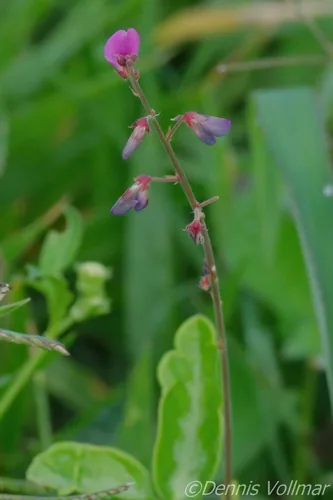 Photo: (c) Dennis Vollmar, some rights reserved (CC BY) · cc-by · via iNaturalist Kaimi Clover (Desmodium incanum), photograph
