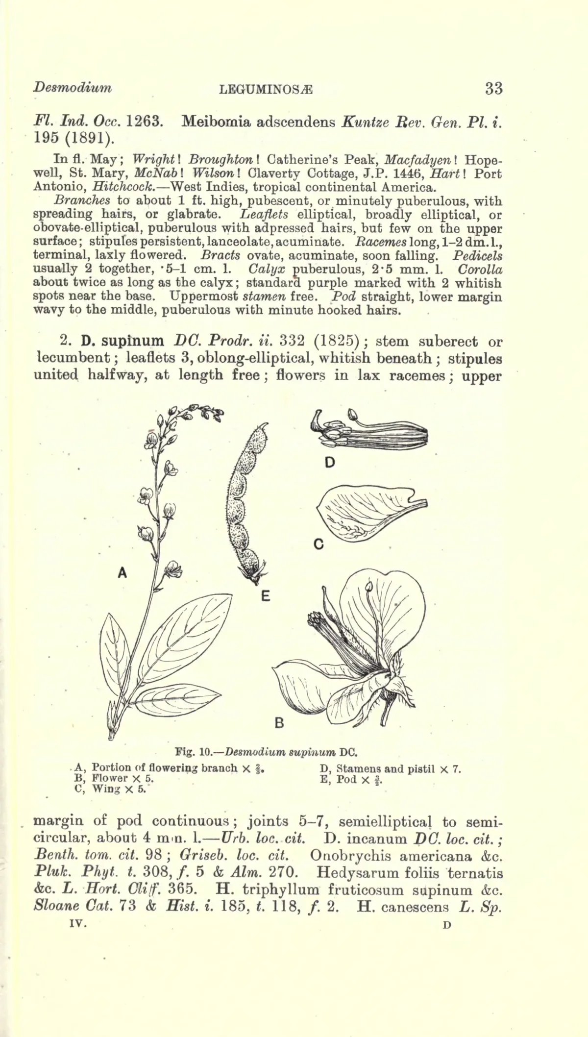 Kaimi Clover (Desmodium incanum), botanical illustration