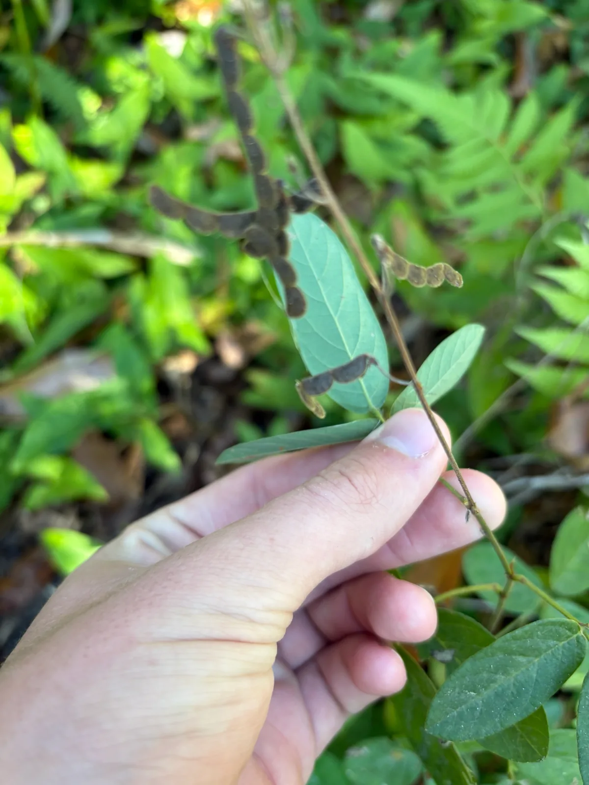 Kaimi Clover (Desmodium incanum), photograph
