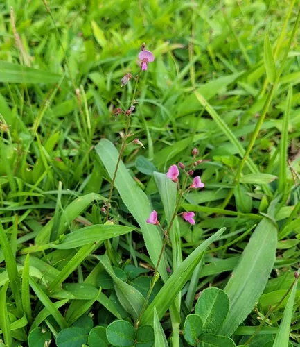 kaimi clover (Desmodium incanum), photograph