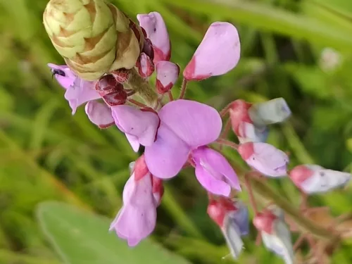 Photo: no rights reserved · CC0 · via iNaturalist green leaf desmodium (Desmodium intortum), photograph