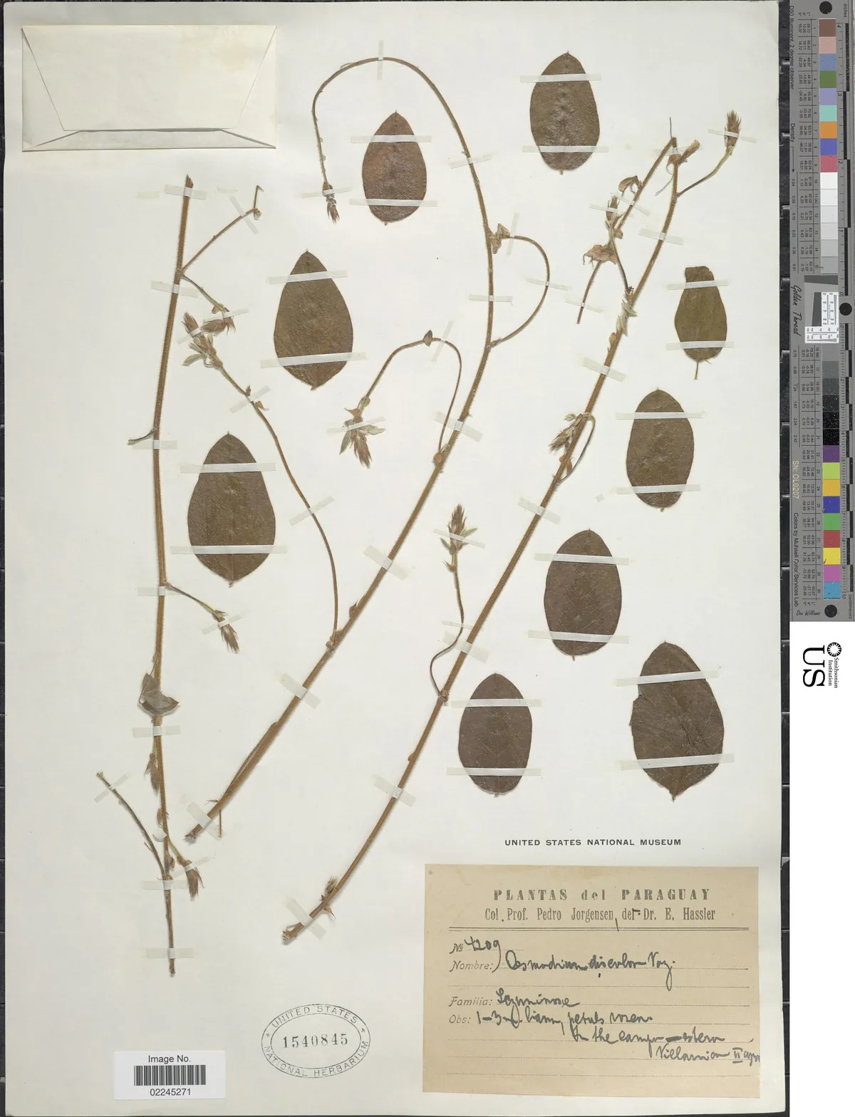 Green Leaf Desmodium (Desmodium intortum), photograph