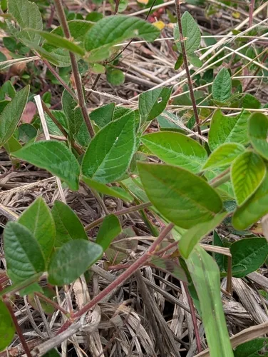Photo: (c) David Anderson, some rights reserved (CC BY) · cc-by · via iNaturalist Green Leaf Desmodium (Desmodium intortum), photograph