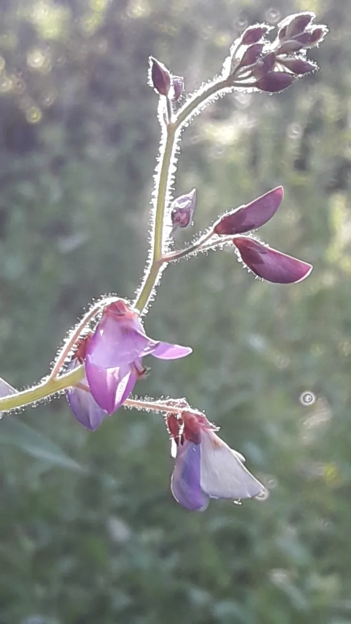 Silverleaf Desmodium (Desmodium uncinatum), photograph
