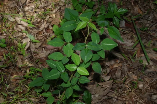 Silverleaf Desmodium (Desmodium uncinatum), photograph