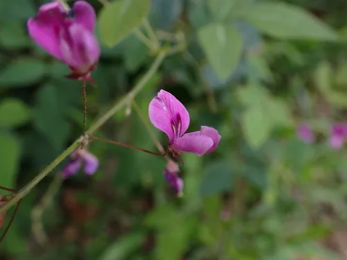 Photo: (c) Skjold Søndergaard, some rights reserved · CC BY · via iNaturalist silverleaf desmodium (Desmodium uncinatum), photograph