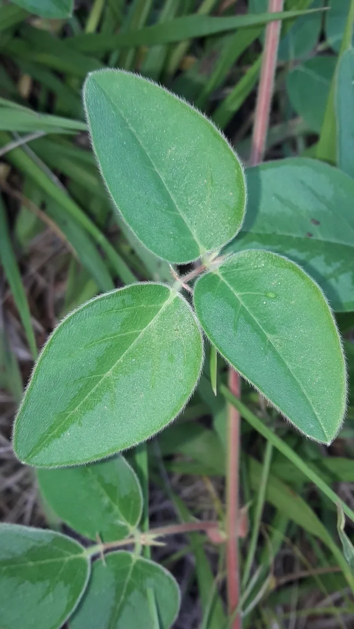 Silverleaf Desmodium (Desmodium uncinatum), photograph