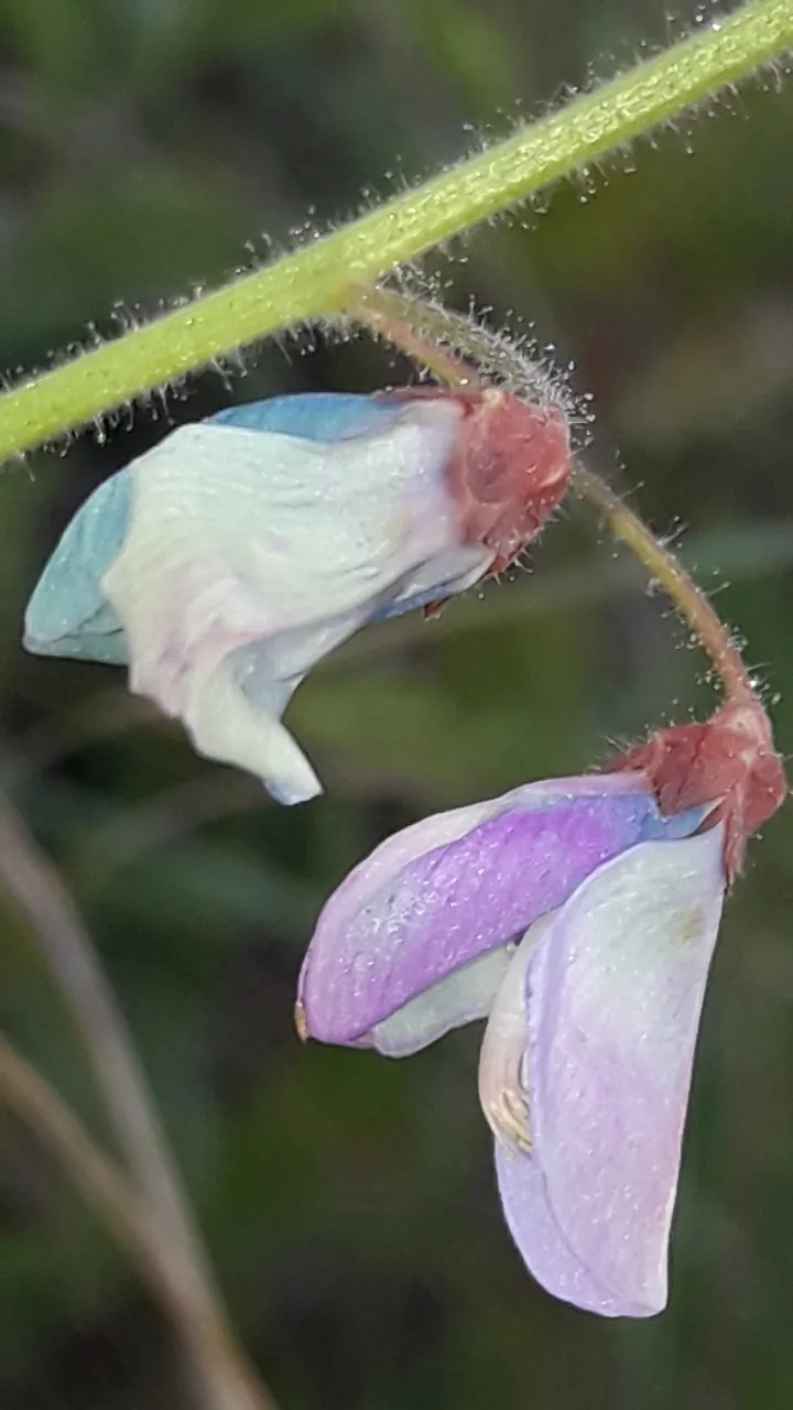 Silverleaf Desmodium (Desmodium uncinatum), photograph