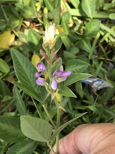 Silverleaf Desmodium (Desmodium uncinatum), photograph