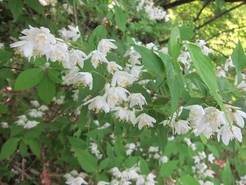 deutzia (Deutzia gracilis), photograph