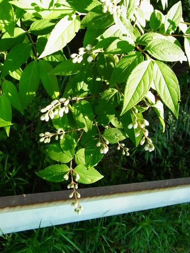 deutzia (Deutzia gracilis), photograph