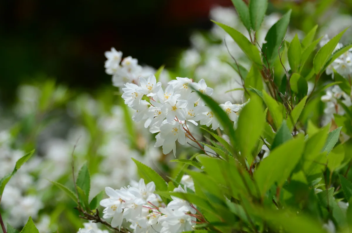 Photo: 如此甚好, via iNaturalist · CC BY · via GBIF deutzia (Deutzia gracilis), photograph