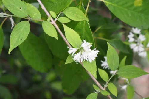 deutzia (Deutzia gracilis), photograph