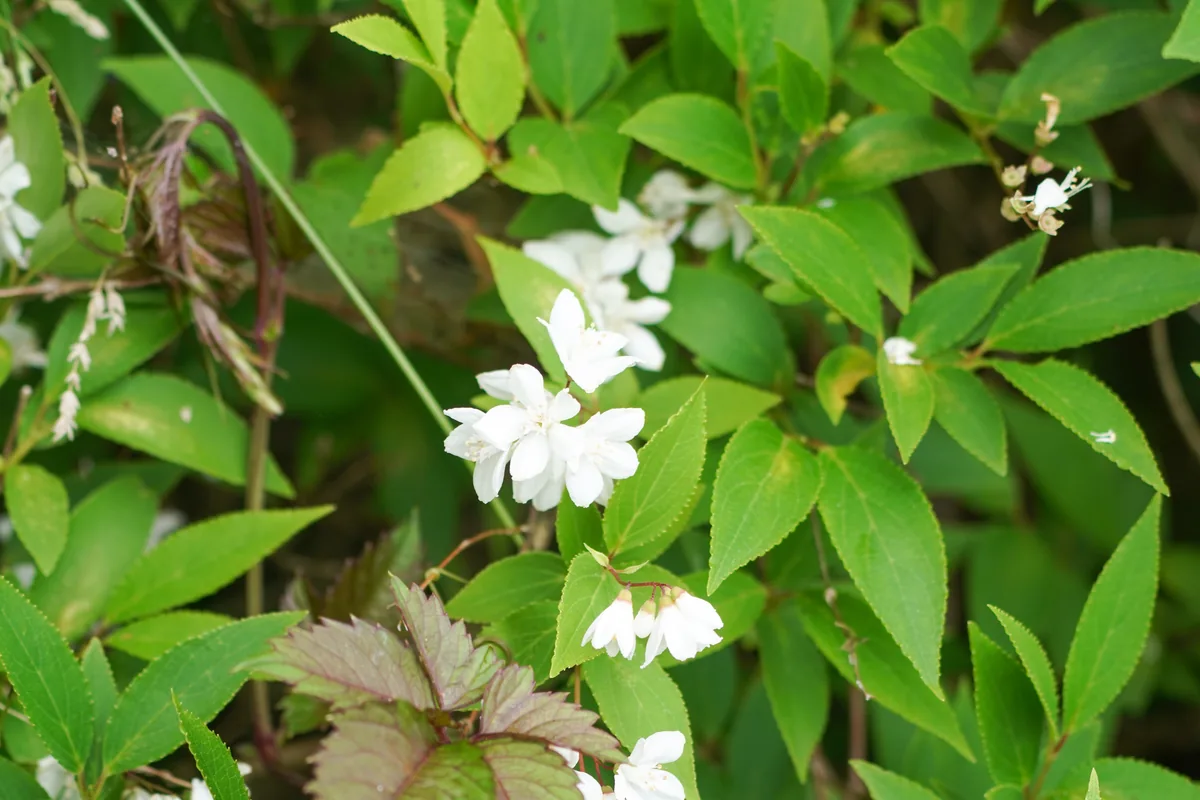 deutzia (Deutzia gracilis), photograph