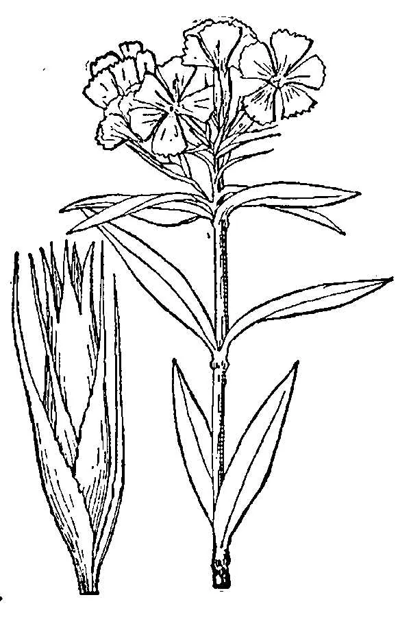sweet William (Dianthus barbatus), botanical illustration