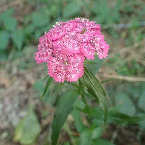 Photo: (c) giantcicada, some rights reserved · CC BY · via iNaturalist sweet William (Dianthus barbatus), photograph