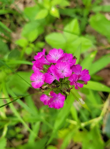 sweet William (Dianthus barbatus), photograph