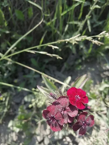 sweet William (Dianthus barbatus), photograph