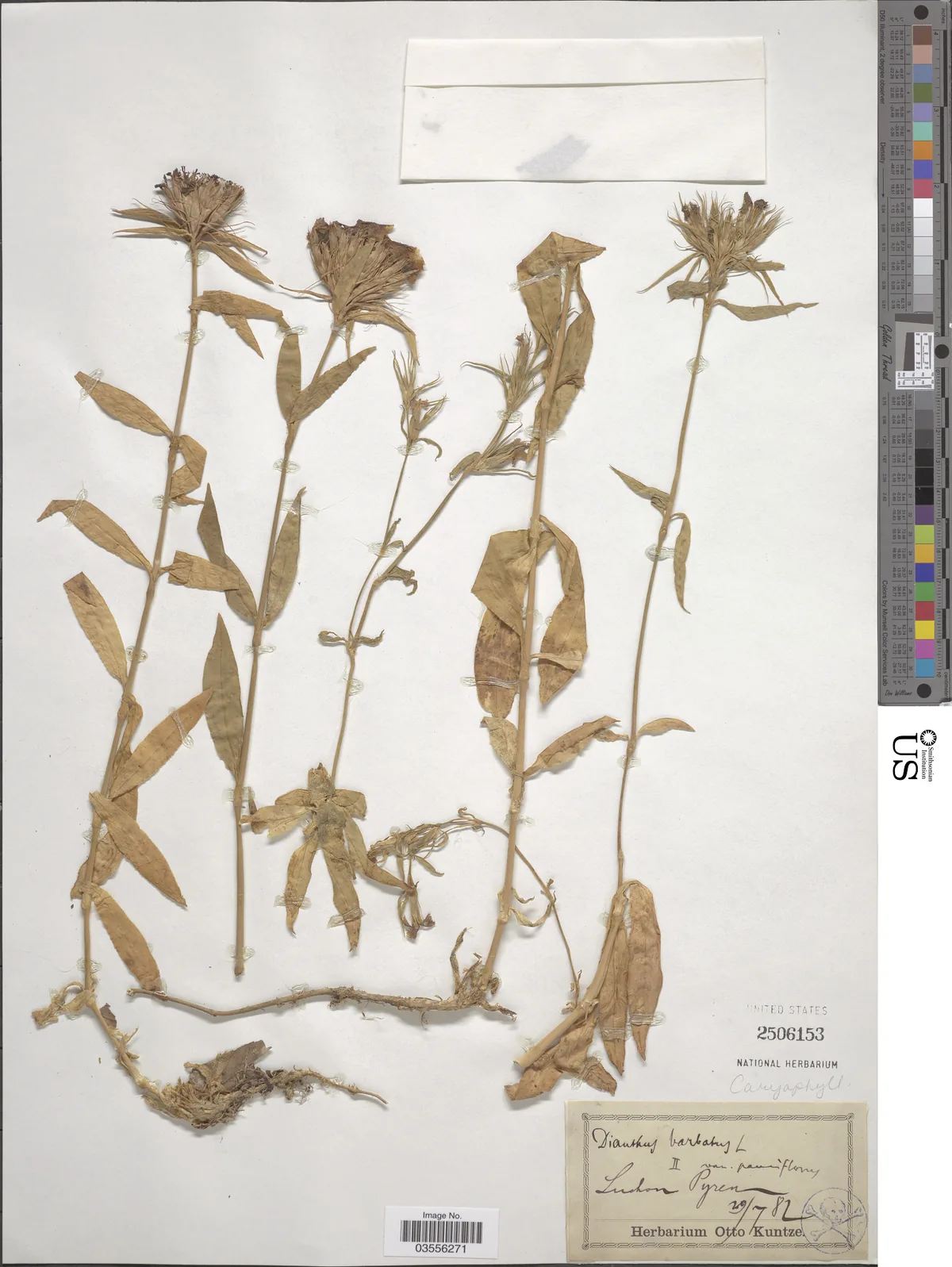 sweet William (Dianthus barbatus), photograph